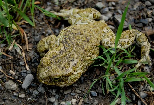 Reise Flora im Kaukasus Georgien - eine botanische Reise mit Kaukasus-Reisen