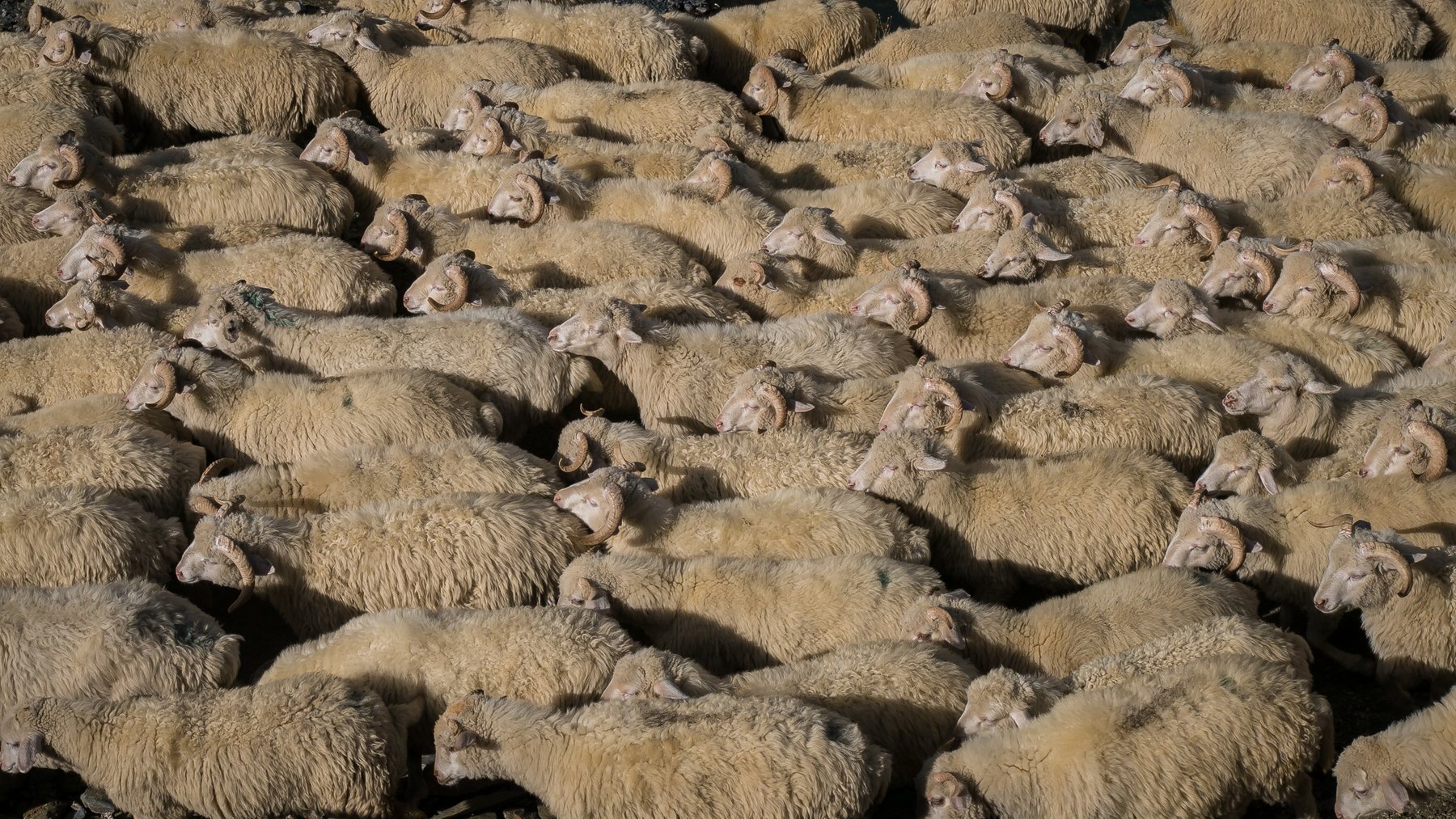 Abenteuerreise Georgien Tuschetien Viehtrieb mit Kaukasus-Reisen