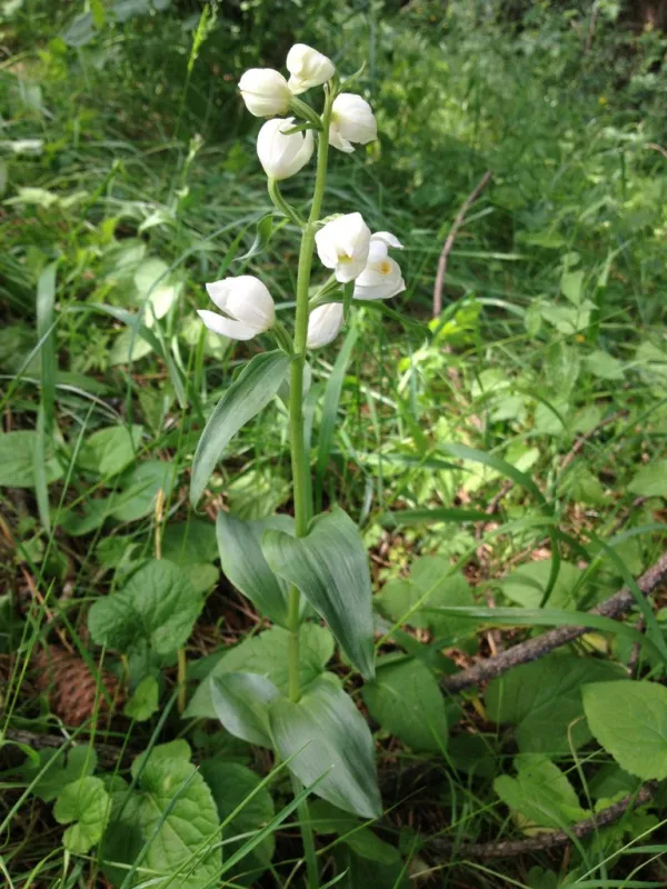 Reise Flora im Kaukasus Georgien - eine botanische Reise mit Kaukasus-Reisen