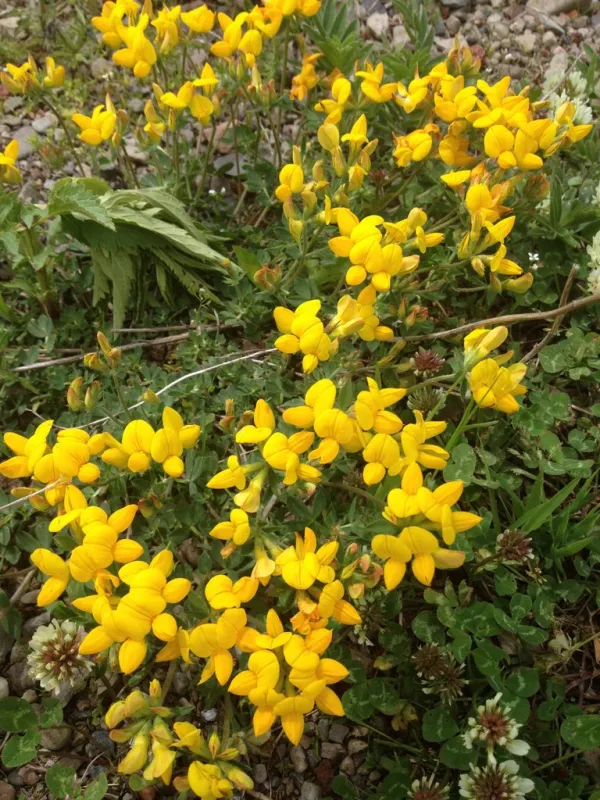 Reise Flora im Kaukasus Georgien - eine botanische Reise mit Kaukasus-Reisen