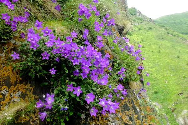 Reise Flora im Kaukasus Georgien - eine botanische Reise mit Kaukasus-Reisen