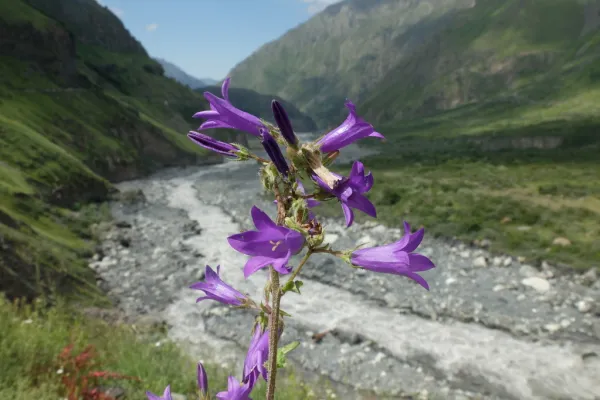 Reise Flora im Kaukasus Georgien - eine botanische Reise mit Kaukasus-Reisen