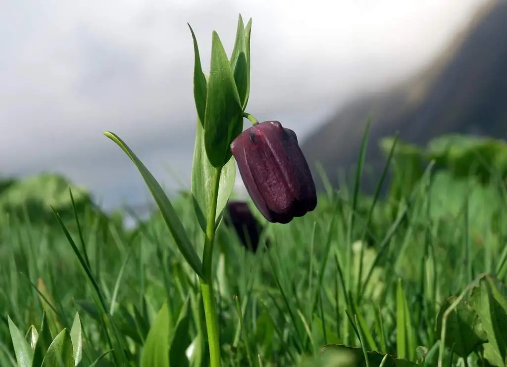 Reise Flora im Kaukasus Georgien - eine botanische Reise mit Kaukasus-Reisen