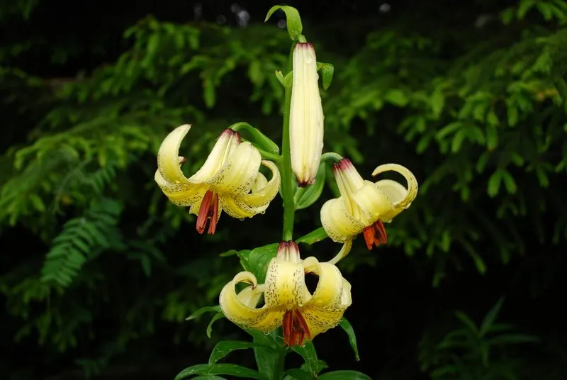 Reise Flora im Kaukasus Georgien - eine botanische Reise mit Kaukasus-Reisen