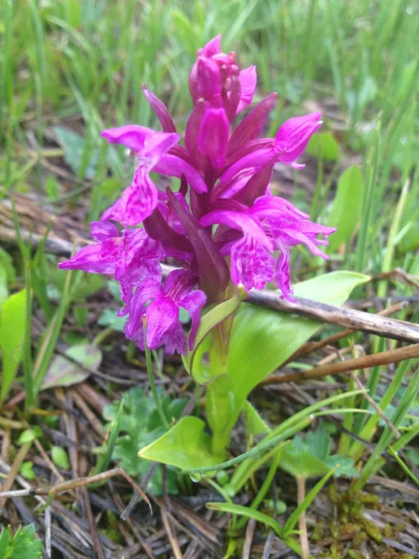 Reise Flora im Kaukasus Georgien - eine botanische Reise mit Kaukasus-Reisen