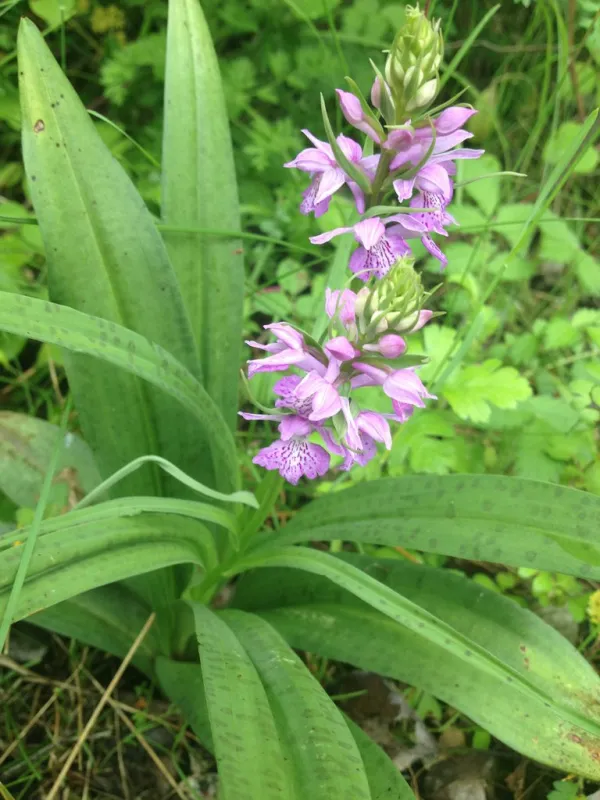 Reise Flora im Kaukasus Georgien - eine botanische Reise mit Kaukasus-Reisen