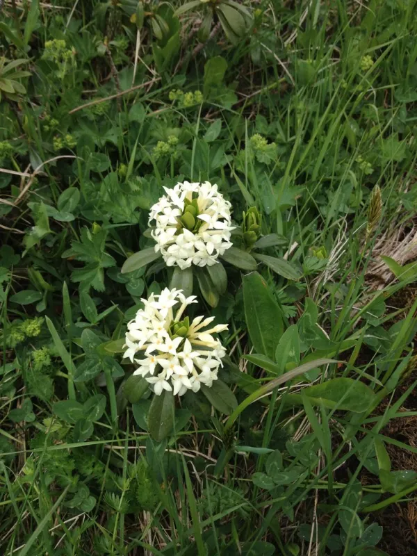 Reise Flora im Kaukasus Georgien - eine botanische Reise mit Kaukasus-Reisen