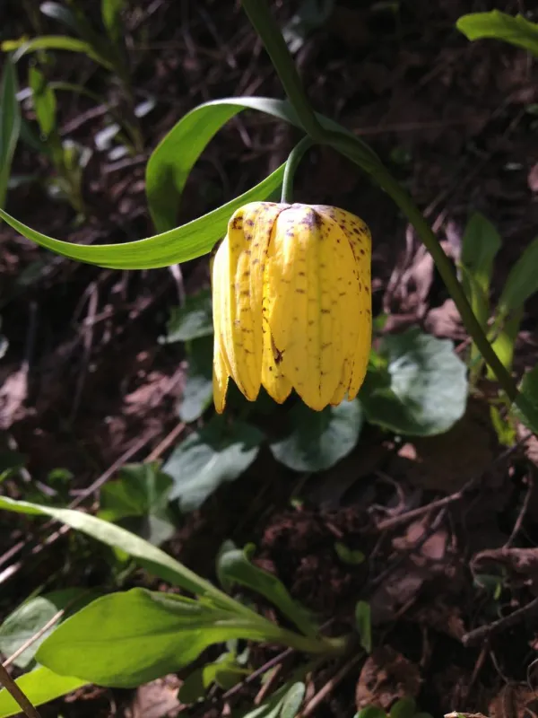 Reise Flora im Kaukasus Georgien mit Kaukasus-Reisen