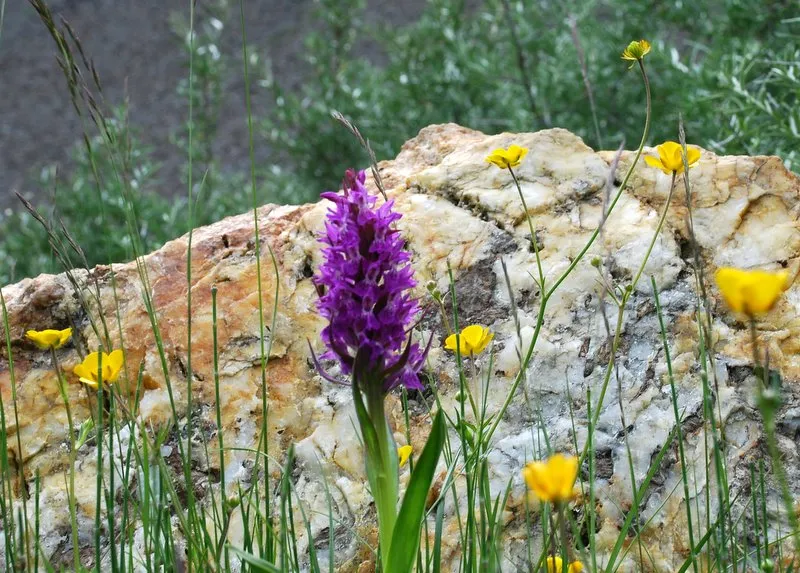 Reise Flora im Kaukasus Georgien mit Kaukasus-Reisen