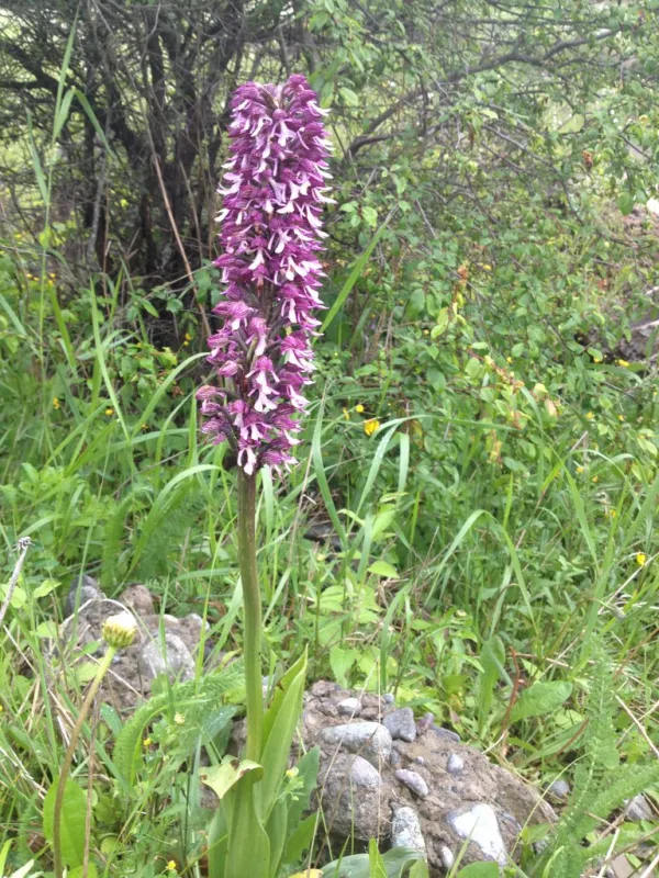 Reise Flora im Kaukasus Georgien mit Kaukasus-Reisen