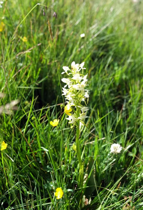 Reise Flora im Kaukasus Georgien mit Kaukasus-Reisen