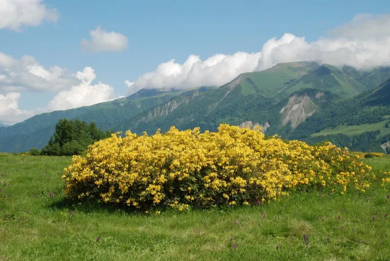 Reise Flora im Kaukasus Georgien mit Kaukasus-Reisen