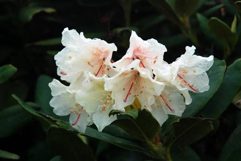 Reise Flora im Kaukasus Georgien mit Kaukasus-Reisen