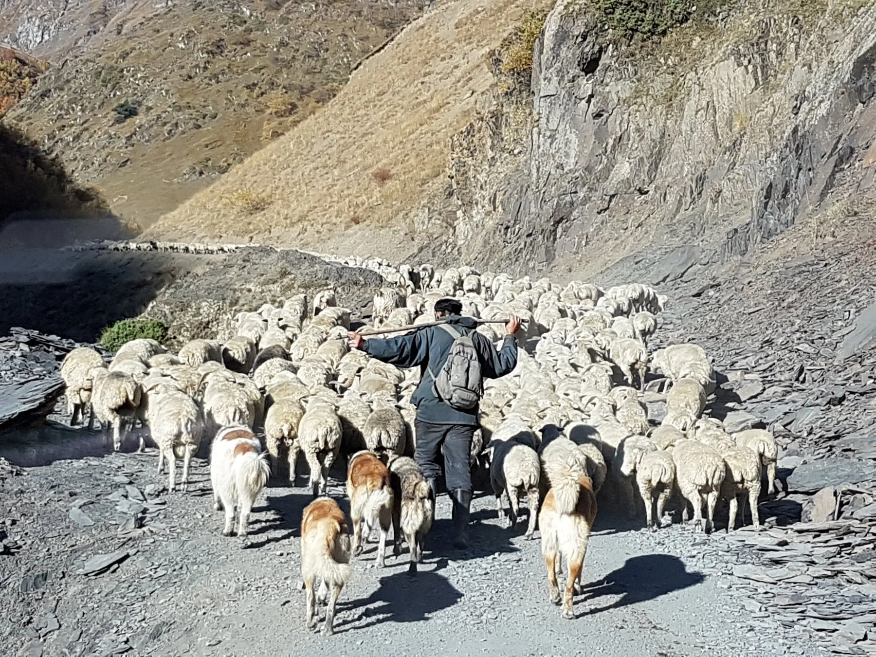 Georgien Reise Wandern Viehtrieb Schafabtrieb Schafe Schäfer 4x4 Jeeptour Offroad Tour Tuschetien Tusheti Omalo Berge Kaukasus Urlaub Ferien Abenteuer Abenteuerreise Offroadtour Offroadreise individuell Kleingruppe Hochgebirge Steppe Tiflis Tbilissi Tbilisi Kaukasus-Reisen Natur Tiere Transhumance Pferde