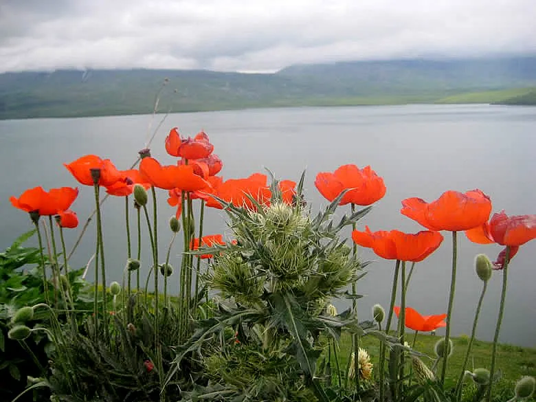 Reise Flora im Kaukasus Georgien - eine botanische Reise mit Kaukasus-Reisen