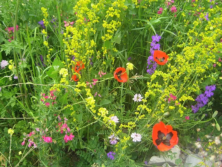 Reise Flora im Kaukasus Georgien - botanische Reise mit Kaukasus-Reisen