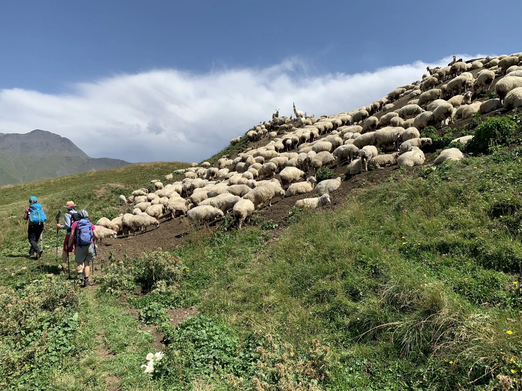 Georgien Reise Georgienreise Wandern Wanderurlaub Trekking Trecking Treckingreise Tour Tuschetien Tusheti Omalo Schatili Shatili Chewsuretien Khevsureti mountains Berge Kaukasus Urlaub Ferien Abenteuer Abenteuerreise Offroadtour Offroadreise individuell Kleingruppe Hochgebirge Steppe Tiflis Tbilissi Tbilisi Kaukasus-Reisen Natur Tiere Transhumance Pferde Guide Zelten Camp Atsunta Pass Stepantsminda Juta Dshuta Kasbegi Kazbegi Kasbek Shatili Schatili