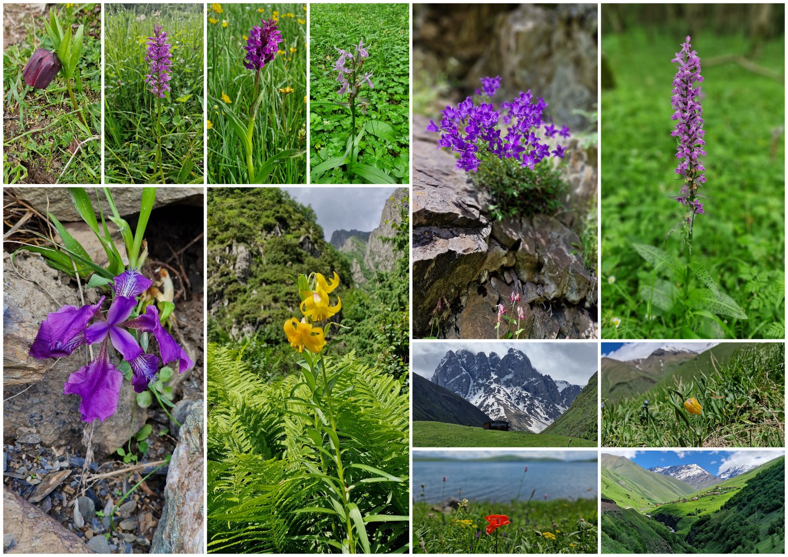 Georgien Reise Flora Kaukasus Blumen Collage