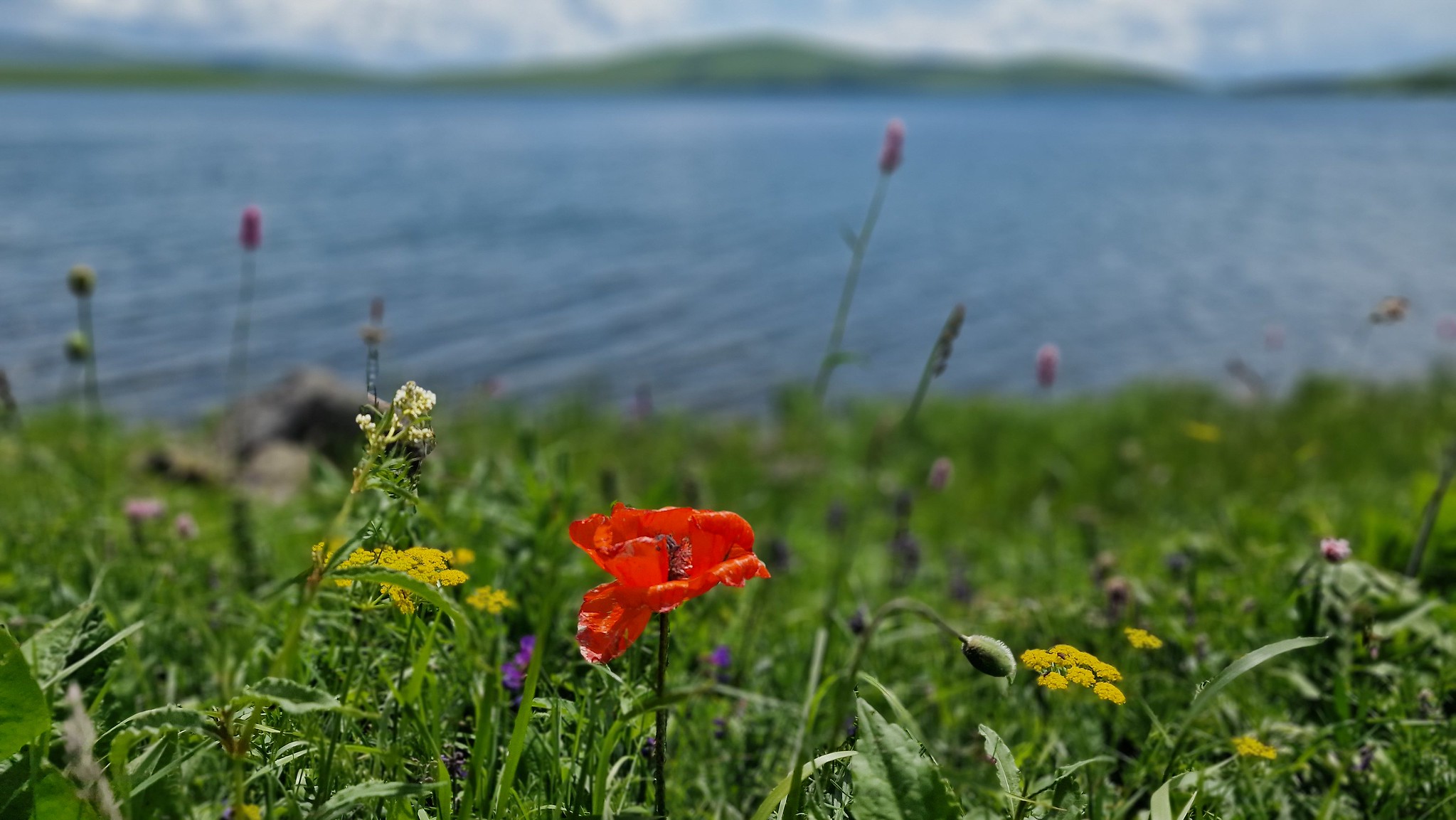 Blumenwiese am Tabatskuri See Georgien