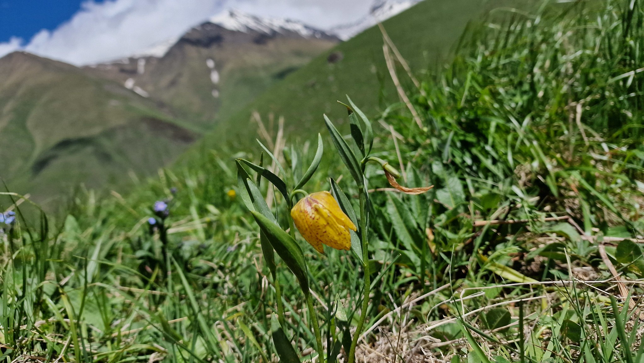 Gelbe Schachblume im Großen Kaukasus bei Dshuta Reise Flora im Kaukasus