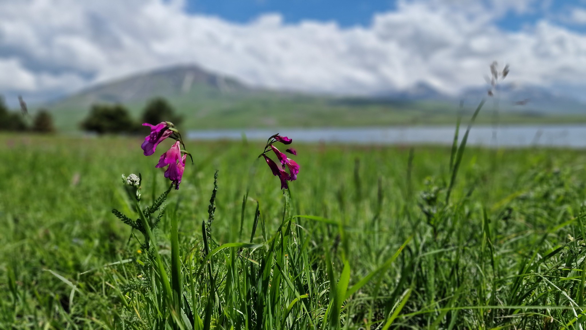 Gladiolen auf einer Wiese am Tabatskuri See Georgien Kleiner Kaukasus