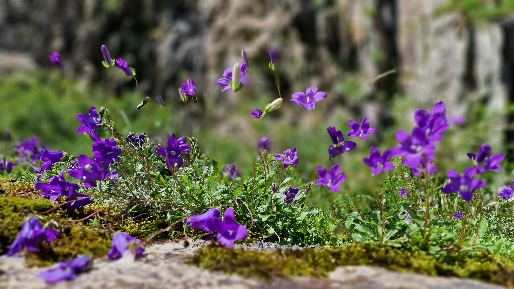 Glockenblumen an der Darialschlucht in Georgien