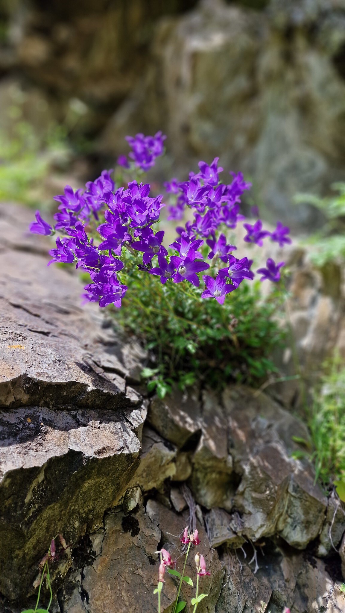 Glockenblume, Georgien