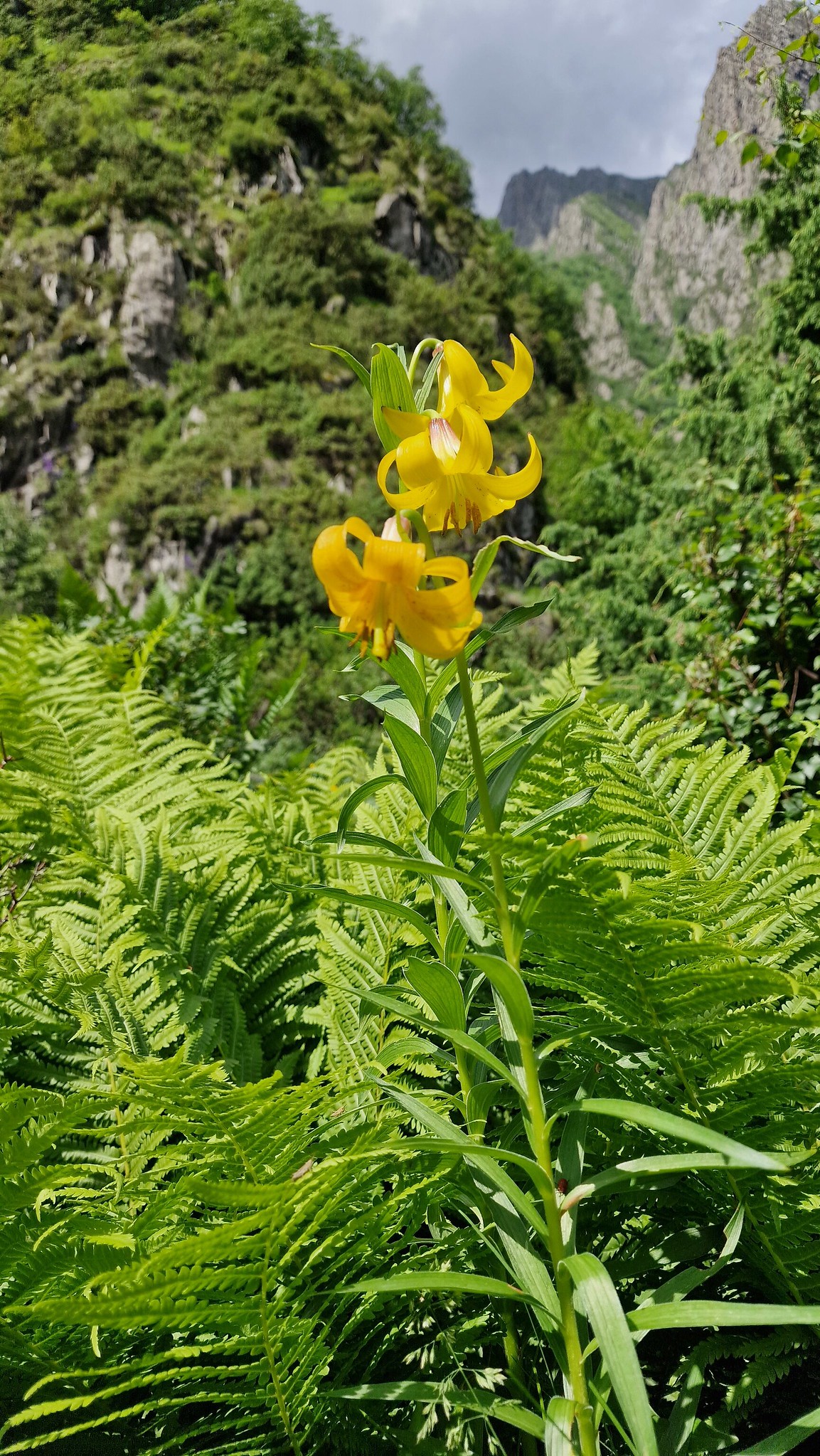 Lilum monadelphum im Großen Kaukasus, Gveleti Tal Georgien