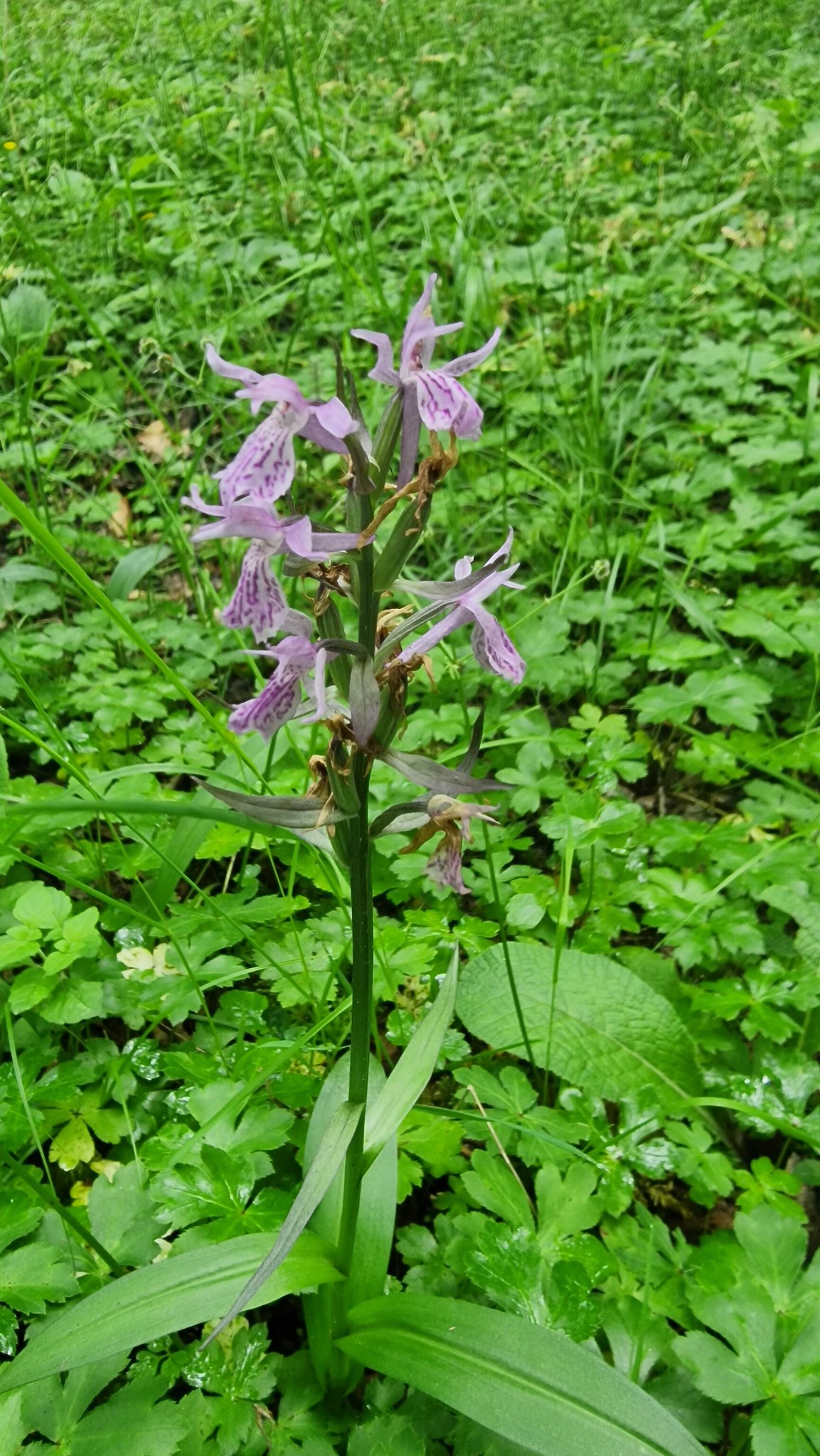 Orchidee, Georgien