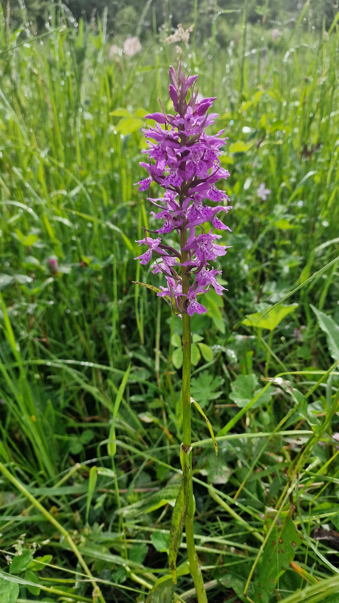 Orchidee in Bakuriani Georgien