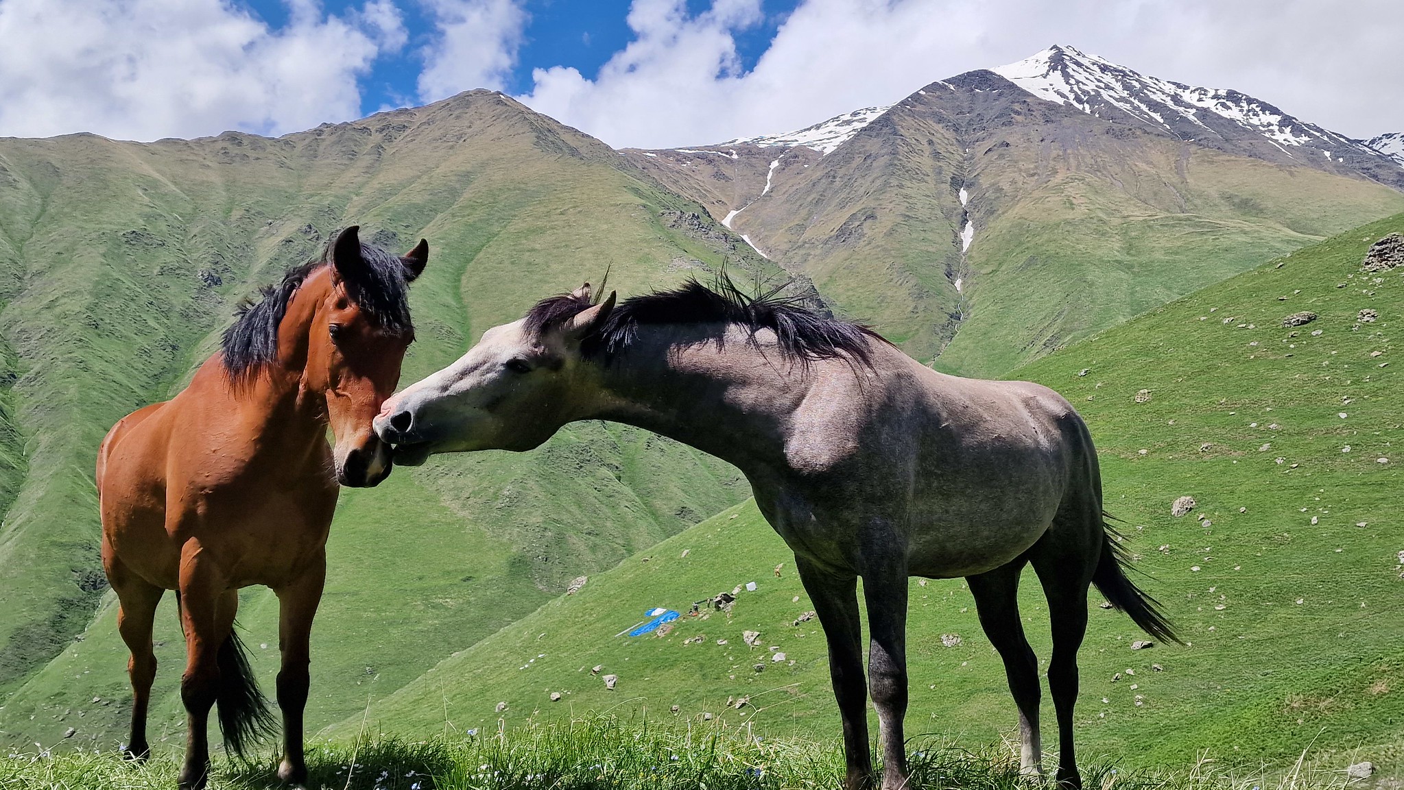 Pferde in Dshuta, Georgien