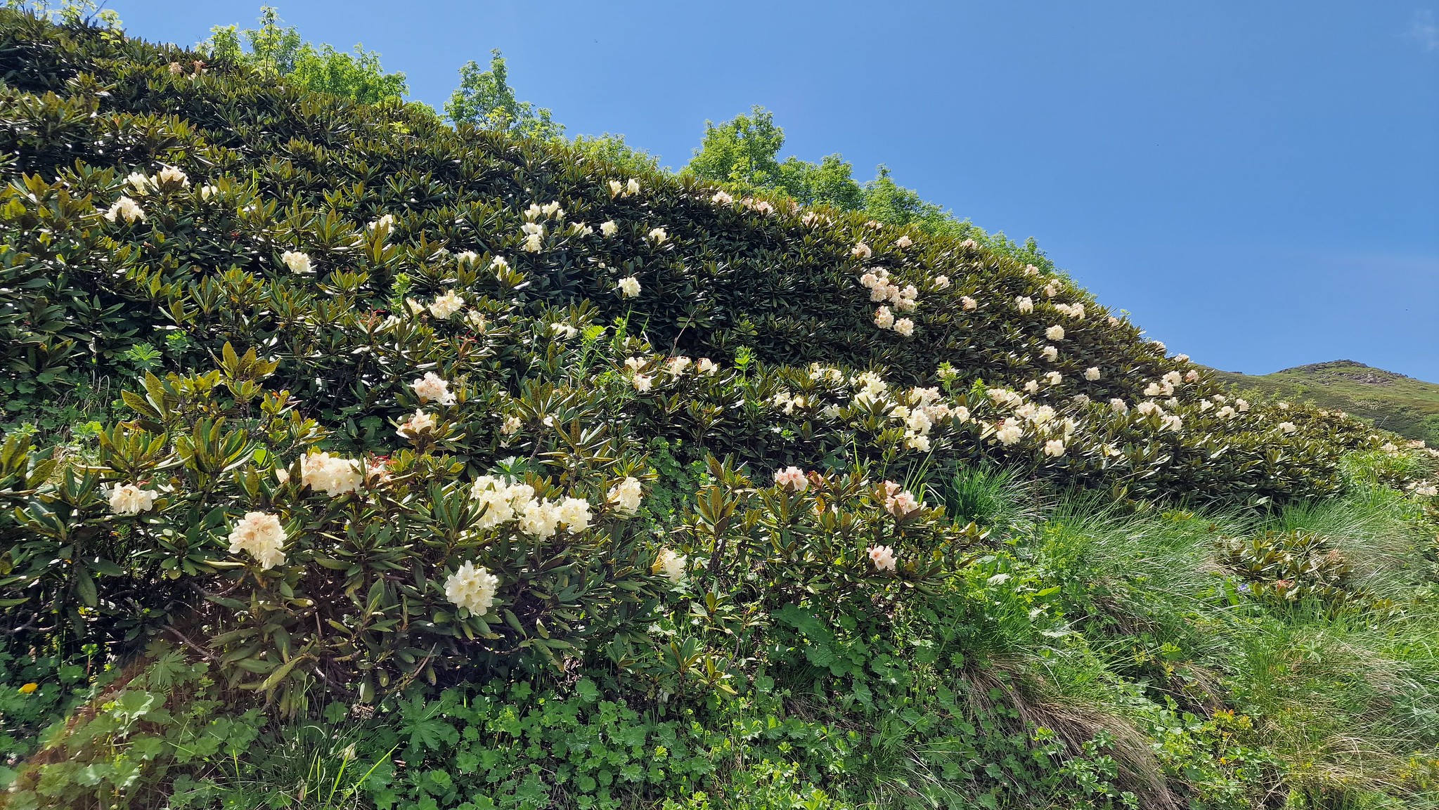 Rhododendron caucasicum bei Bakuriani im Großen Kaukasus Georgien