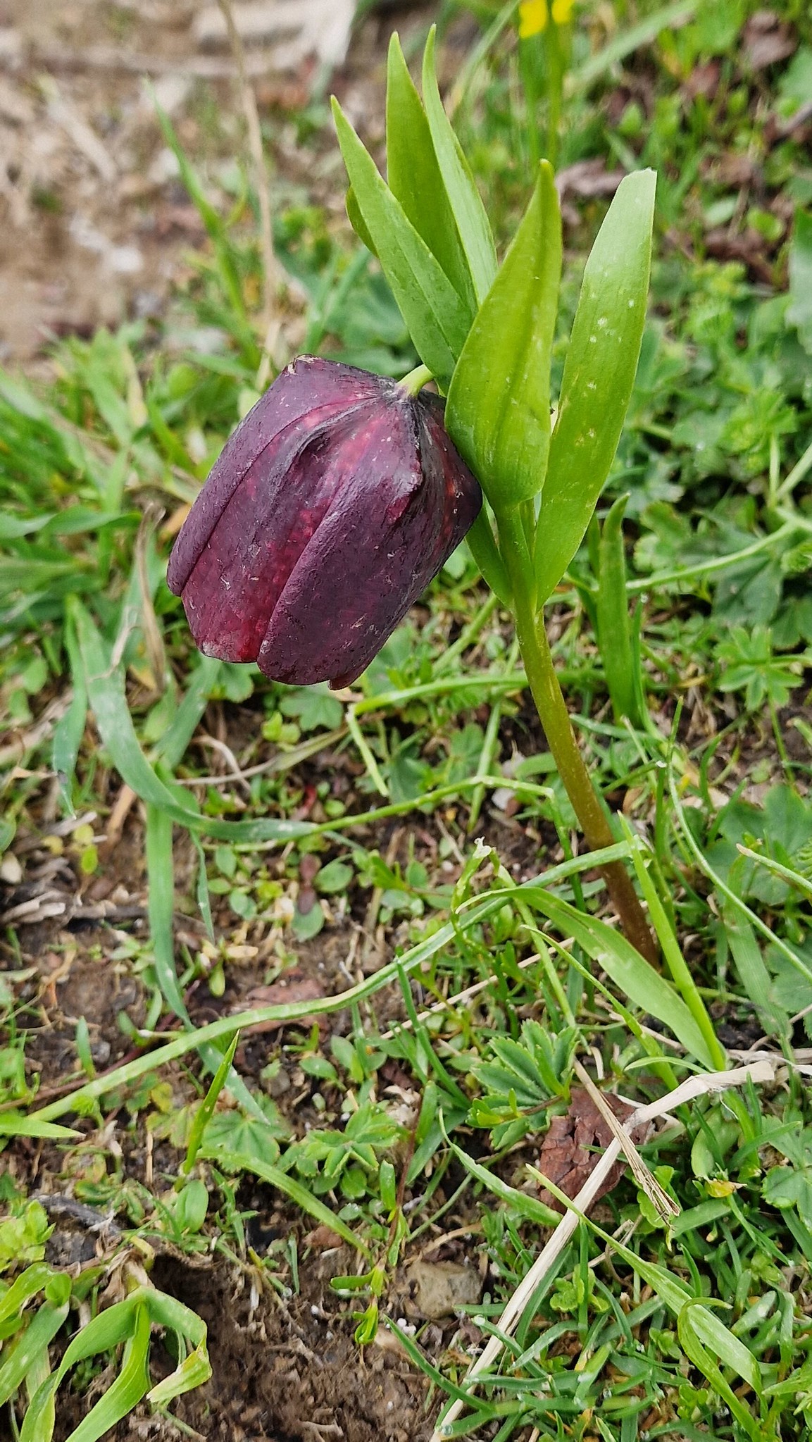 Schwarze Schachblume an der Georgischen Heerstraße Georgien