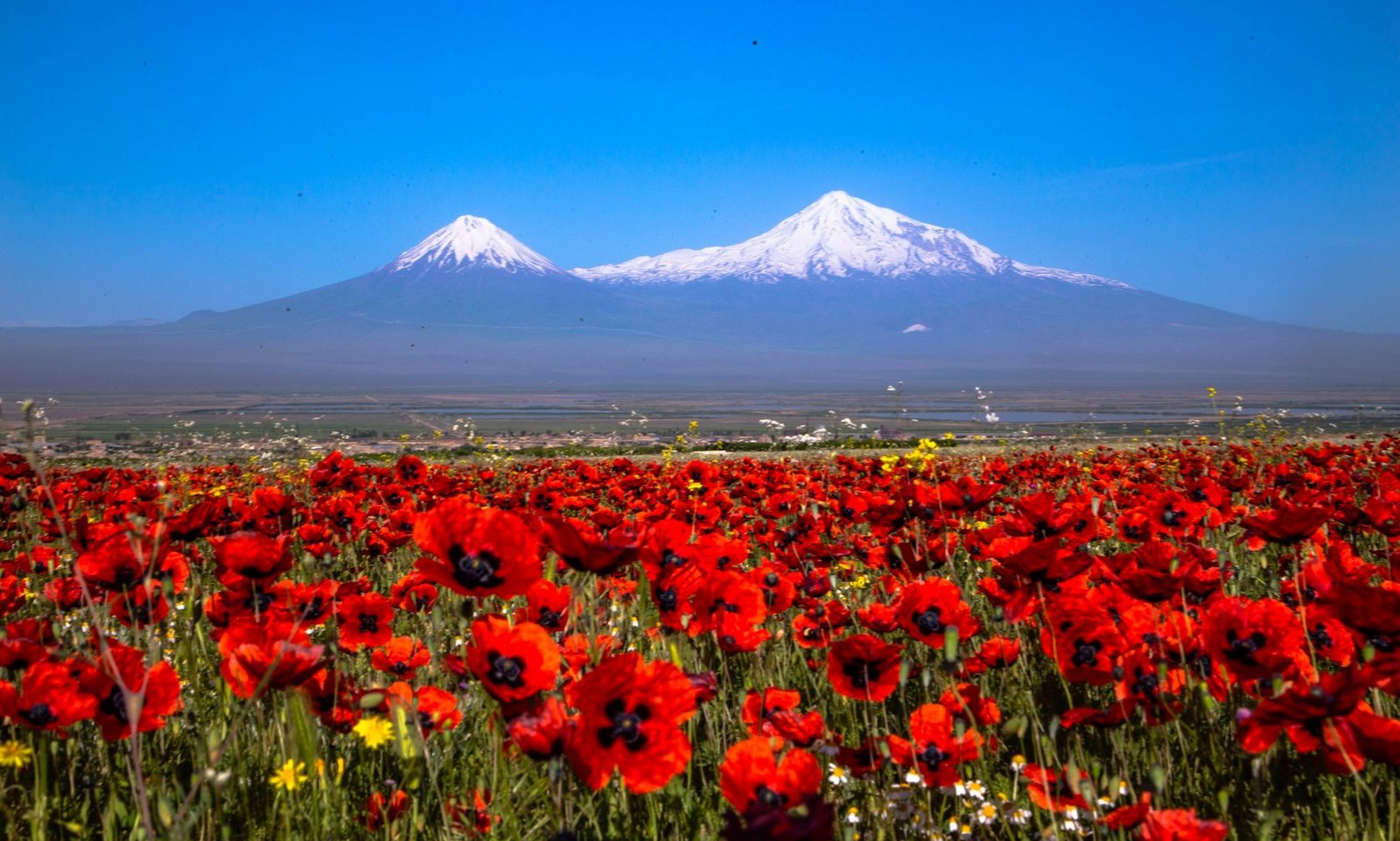 Blick von Khor Virap auf den Ararat in der Türkei